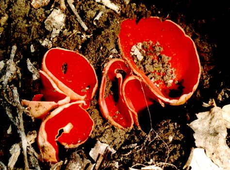 Sarcoscypha coccinea (St. Petersburg reg., Russia) [50 kB]. by A. Kouprianov, 2002