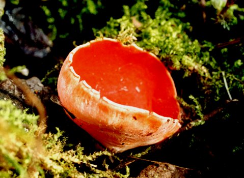 Sarcoscypha coccinea (St. Petersburg reg., Russia) [41 kB]. by A. Kouprianov, 2002