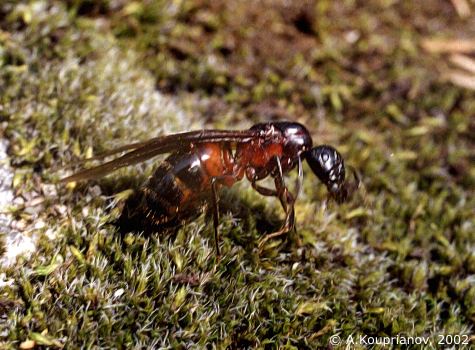 Camponotus herculeanus (Linnaeus, 1758) [44,353 B]