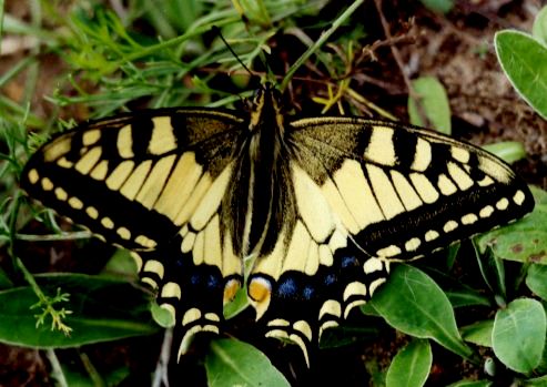 Papilio machaon Linnaeus, 1758 [42,807 B]