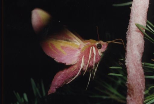 Deilephila elpenor (Linnaeus, 1758) [20,039 B]