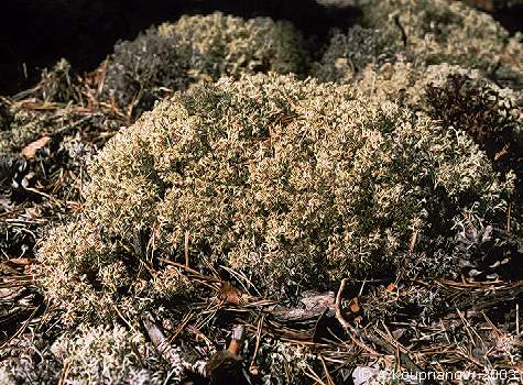 Cladina arbuscula (Wallr.) Hale et WL Culb. [58,958 B]