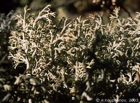 Cladina arbuscula (Wallr.) Hale et WL Culb. [38,932 B]