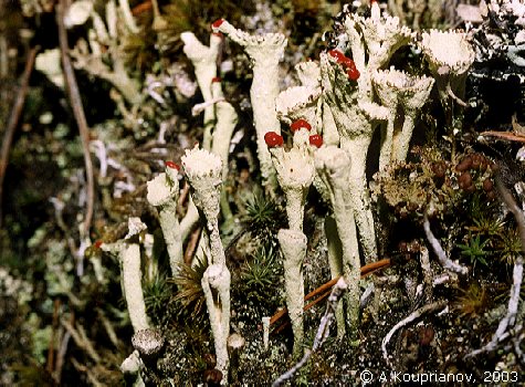Cladonia coccifera (L.) Willd. [67,788 B]