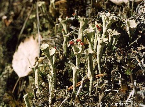 Cladonia coccifera (L.) Willd. [49,515 B]