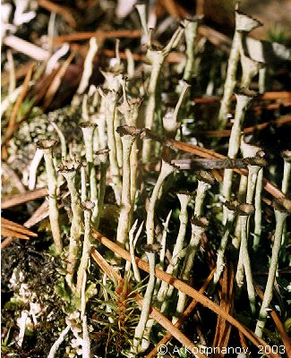 Cladonia gracilis (L.) Willd. [53,044 B]