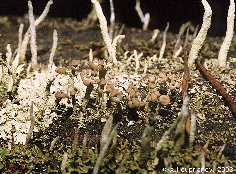 Cladonia botrytes (K. Hagen) Willd. [69,080 B]