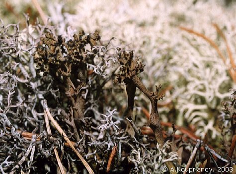 Cladonia crispata (Ach.) Flowtow [53,125 B]