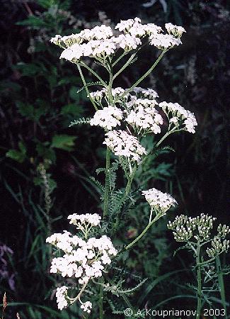 Achillea millefolium Linnaeus, 1753 [325x450 41,299 B]