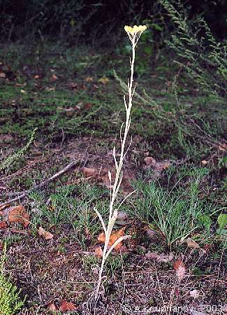 Helichrysum arenarium (L.) Moench [325x450 45,502 B]