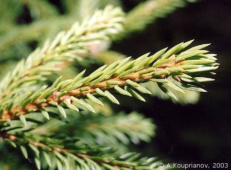 Picea abies (L.) H. Karst [475x350 29,990 B]
