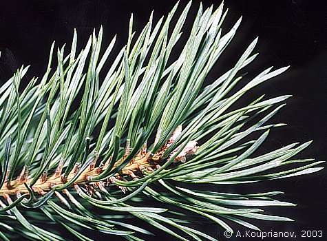 Pinus sylvestris Linnaeus, 1753 [475x350 45,606 B]
