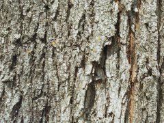 Кора клена (Acer platanoides)