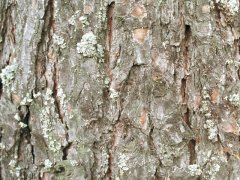 Кора сосны (Pinus sylvestris), старая