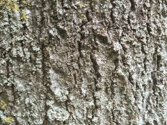 Кора осины (Populus tremula), старая
