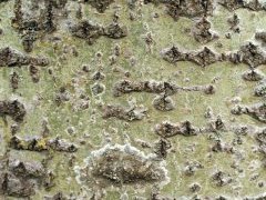 Кора осины (Populus tremula), молодая