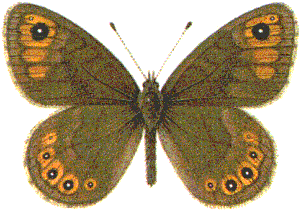 Lasiommata petropolitana (Fabricius, 1787)